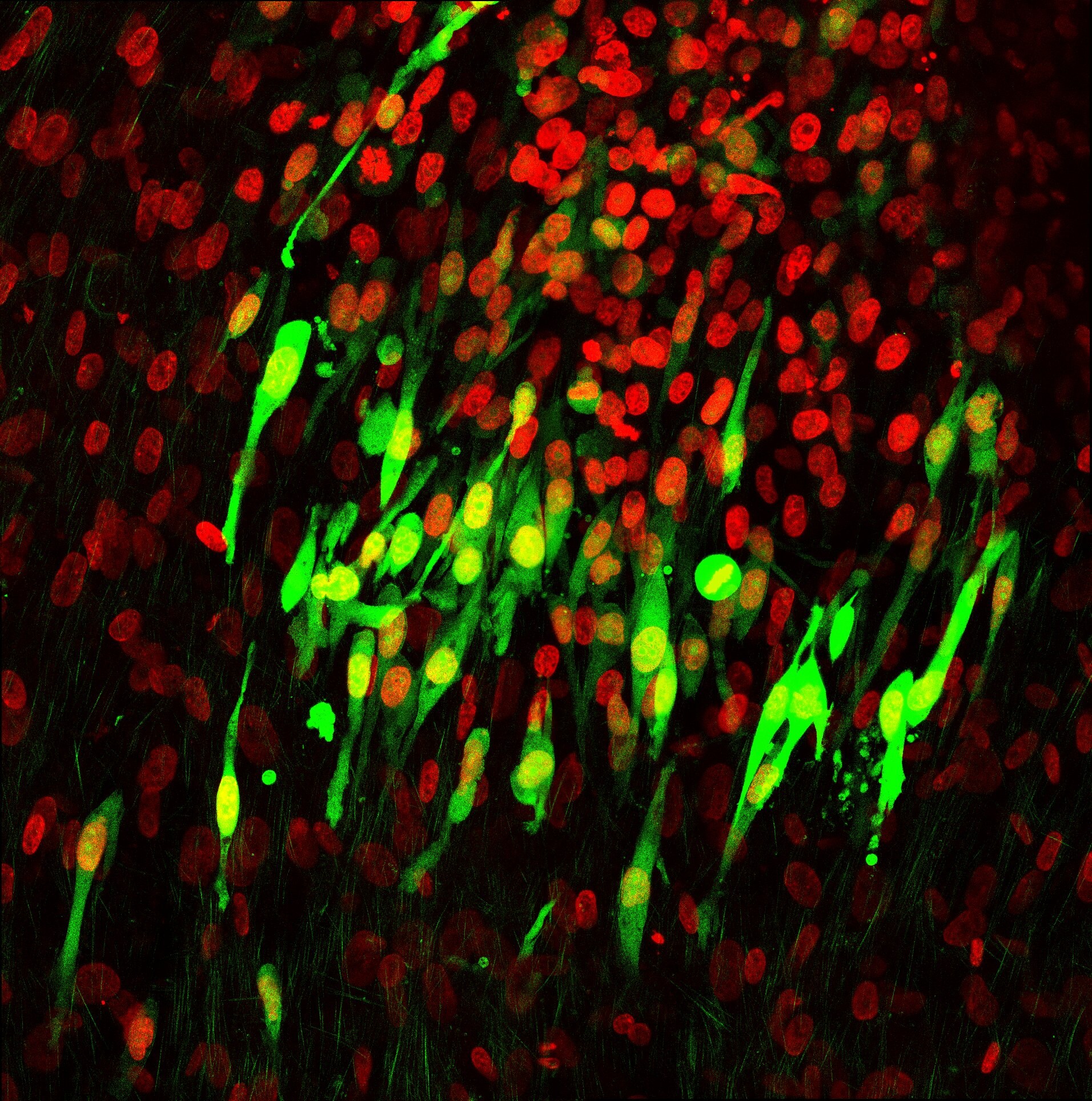 GFP Antibody - BSA Free NB100-1614