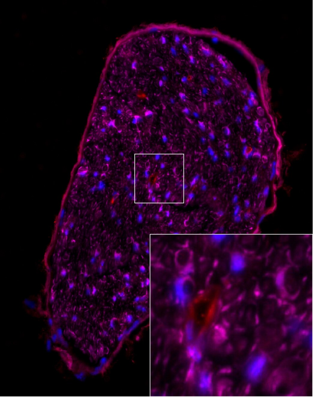 GFP Antibody - BSA Free NB100-1614