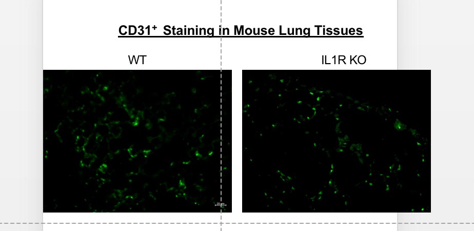 CD31/PECAM-1 Antibody (MEC 7.46) [Alexa Fluor® 647] NB100-1642AF647