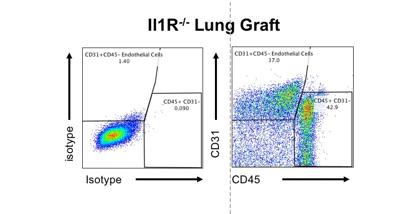 CD31/PECAM-1 Antibody (MEC 7.46) [Alexa Fluor® 647] NB100-1642AF647