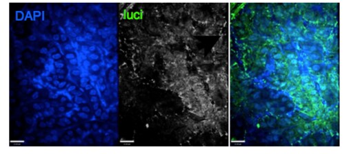 Luciferase Antibody - BSA Free NB100-1677