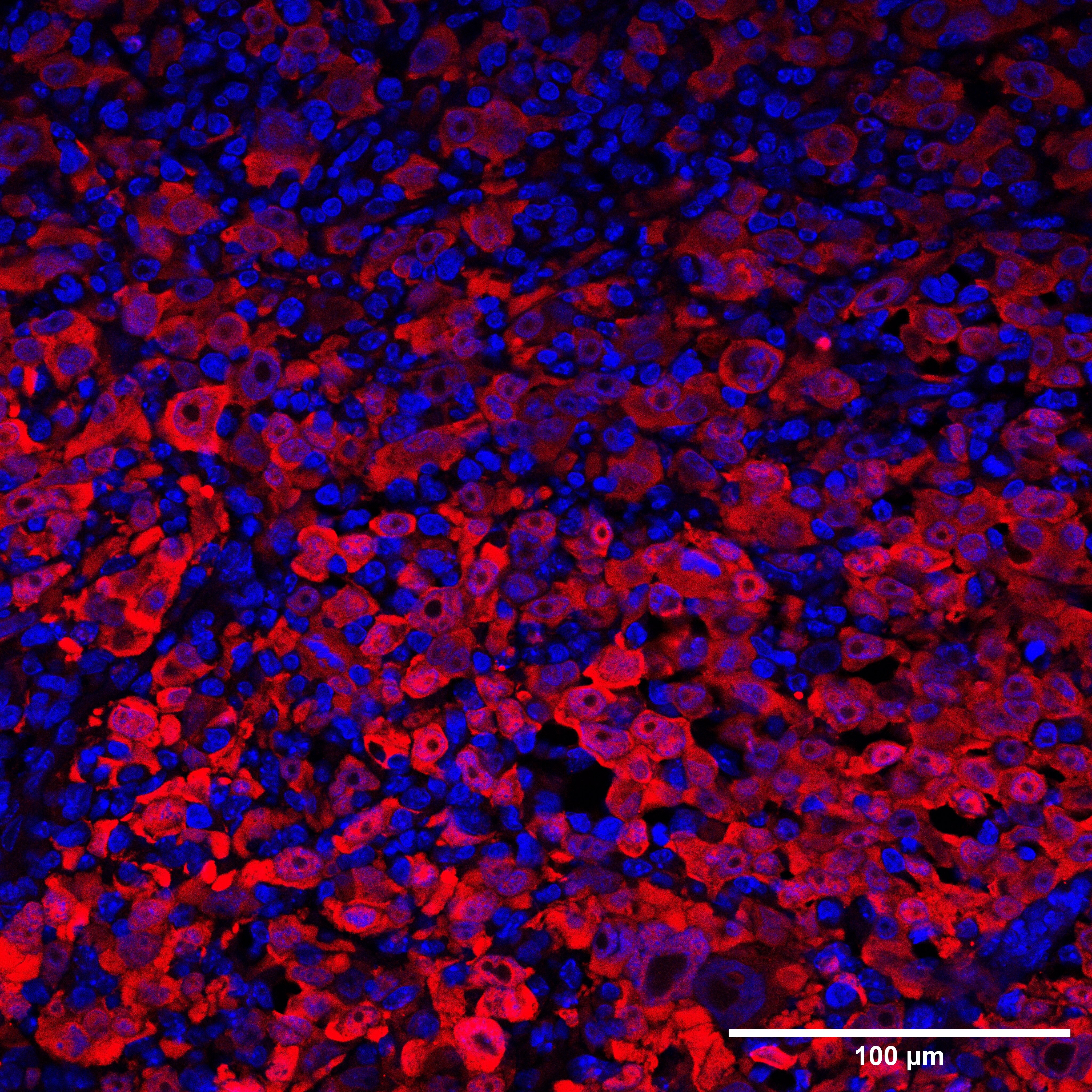 Luciferase Antibody - BSA Free NB100-1677