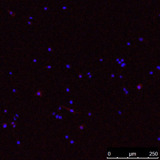Luciferase Antibody - BSA Free NB100-1677