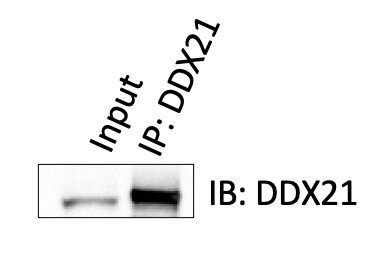 DDX21 Antibody - BSA Free NB100-1718