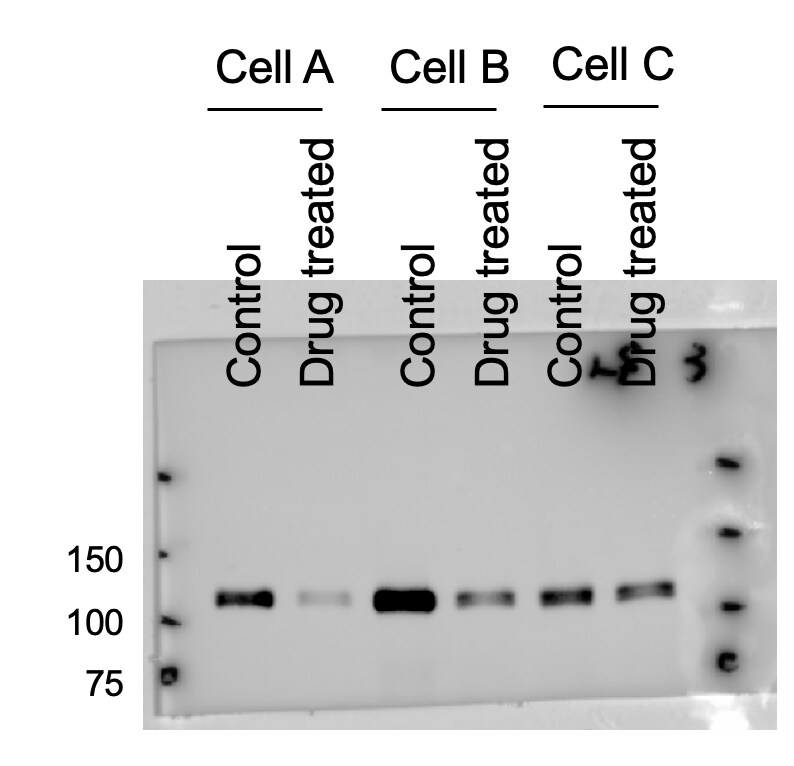 LSD1 Antibody (1B2E5) - BSA Free NB100-1762