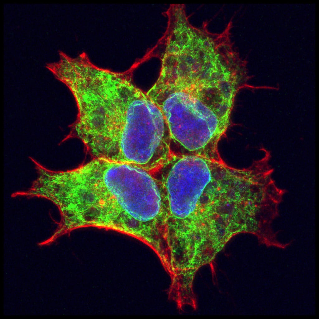 GFP Antibody - BSA Free NB100-1770