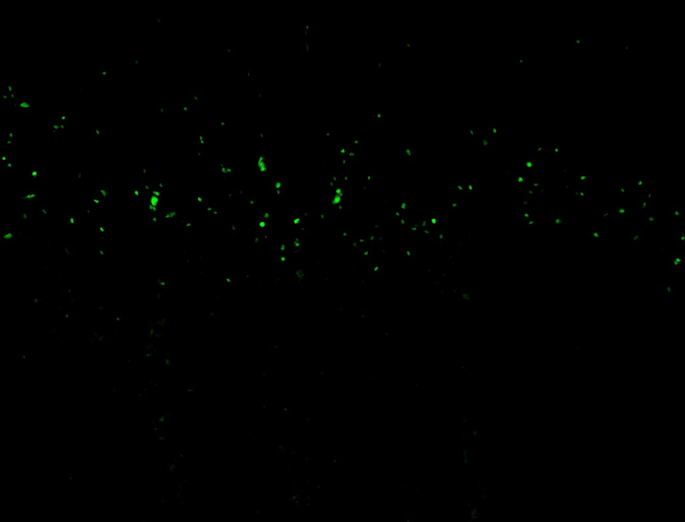 GFP Antibody - BSA Free NB100-1770