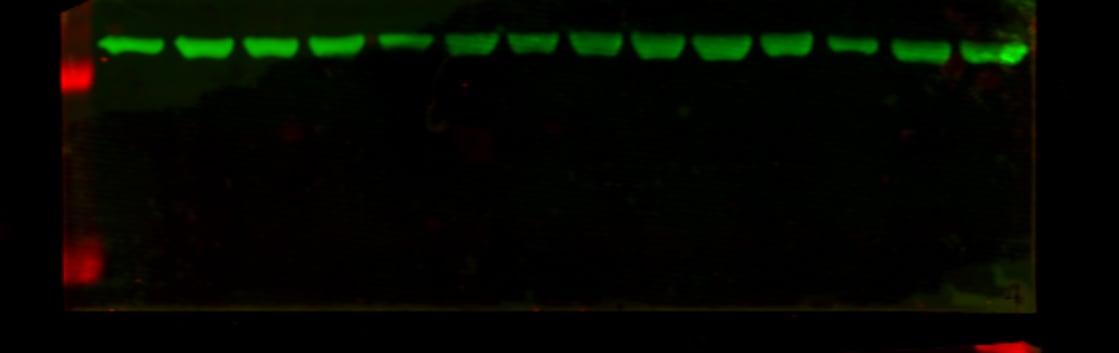 GFP Antibody - BSA Free NB100-1770