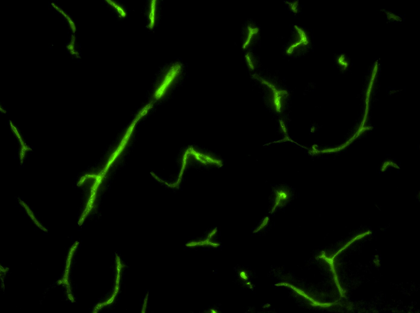 GFP Antibody - BSA Free NB100-1770