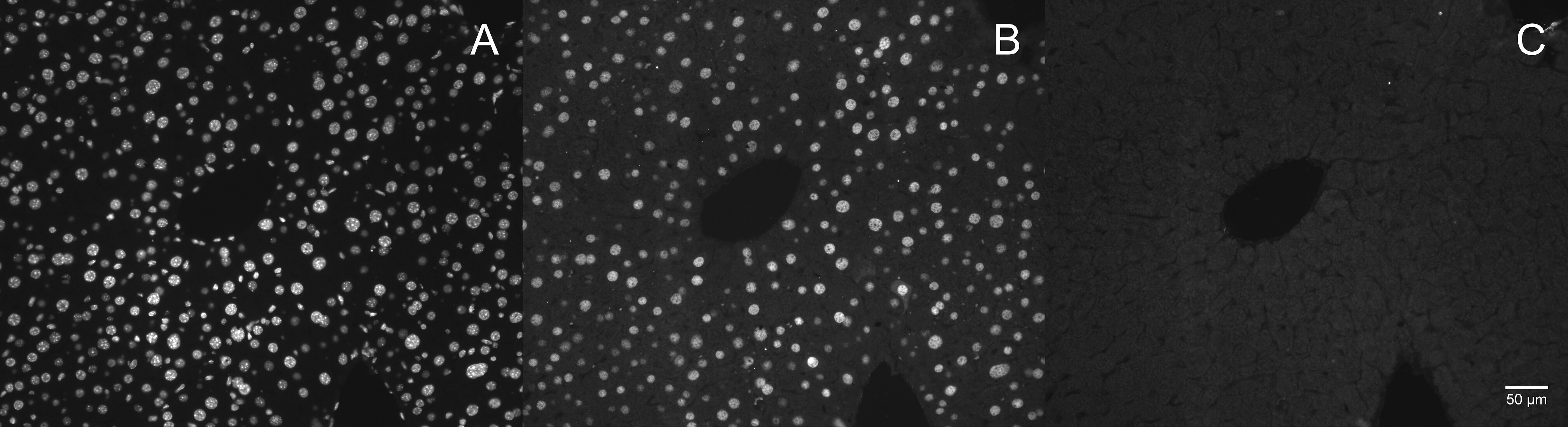 HNF-4 alpha/NR2A1 Antibody NB100-1783