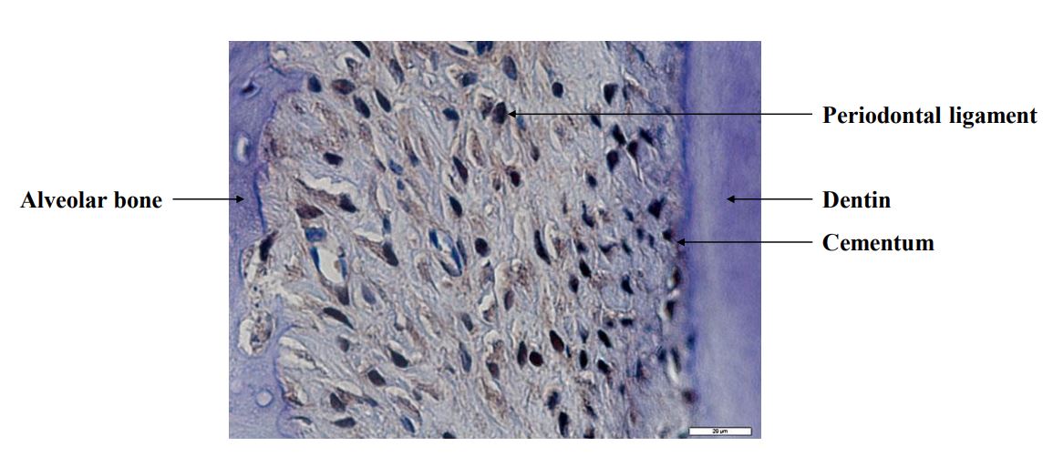 DEC1 Antibody - BSA Free NB100-1800