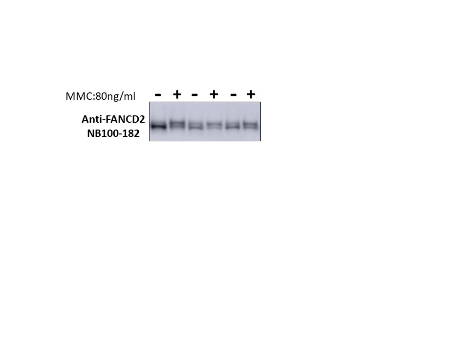 FANCD2 Antibody - BSA Free NB100-182