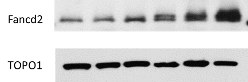 FANCD2 Antibody - BSA Free NB100-182