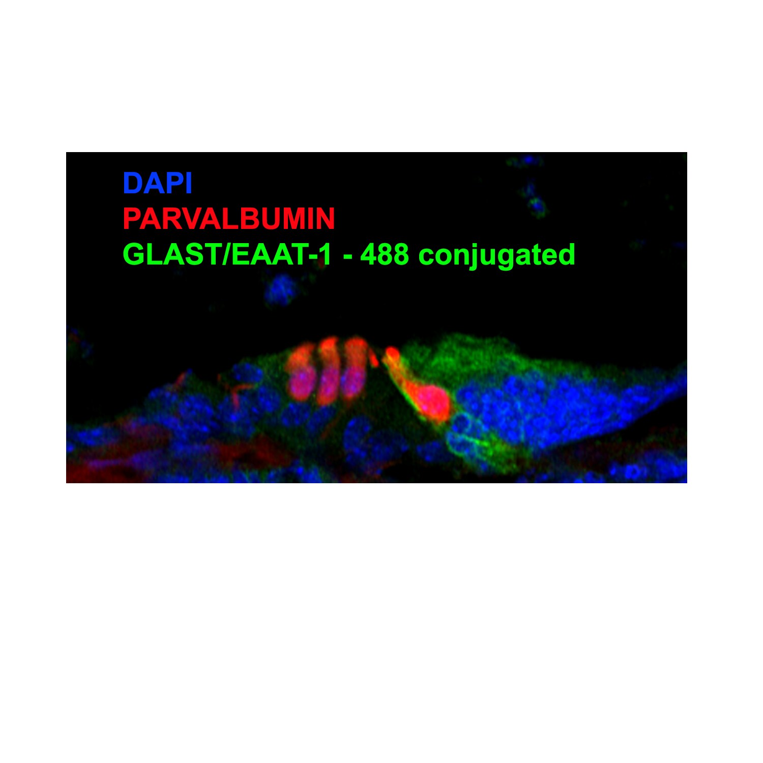 EAAT1/GLAST-1/SLC1A3 Antibody [Alexa Fluor® 488] NB100-1869AF488