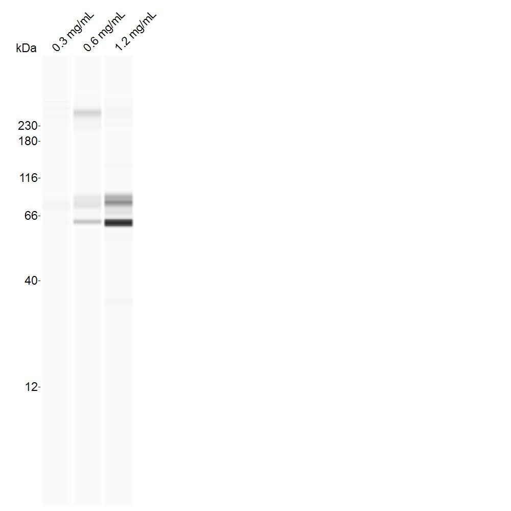 Mitofilin Antibody - BSA Free NB100-1919