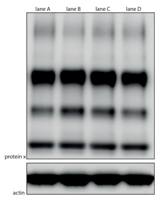 Calnexin Antibody - BSA Free NB100-1965