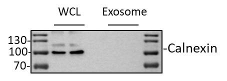 Calnexin Antibody - BSA Free NB100-1965