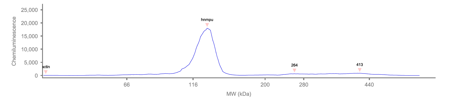 hnRNP U Antibody NB100-2134