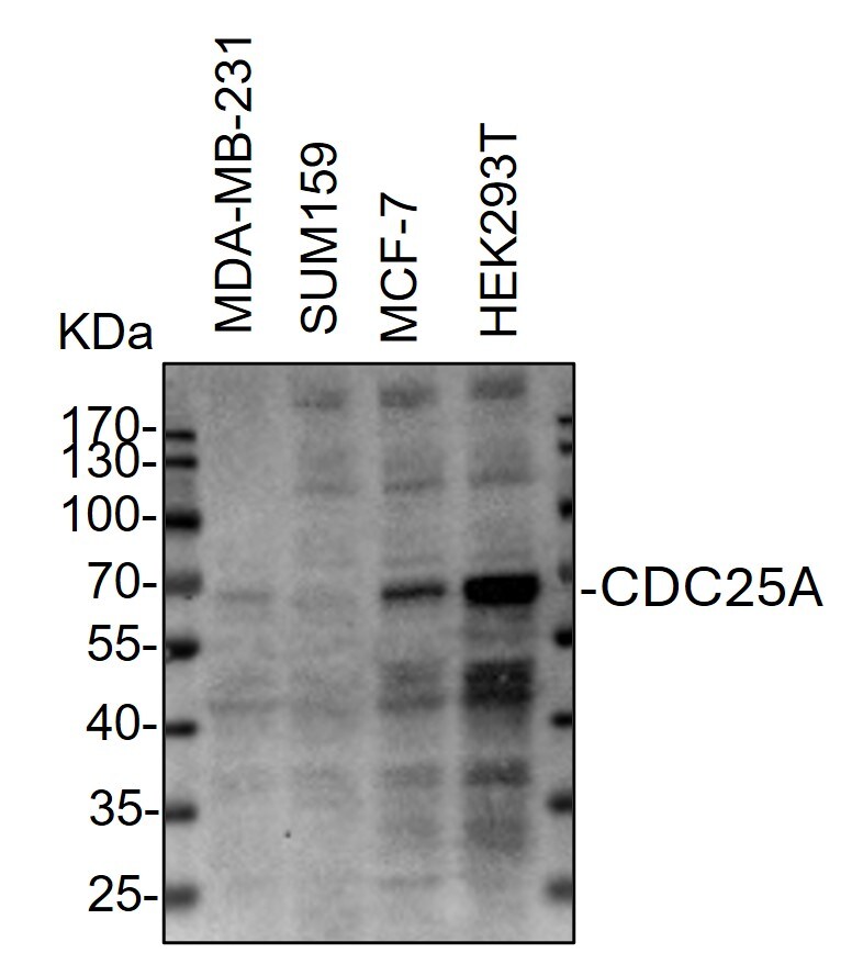 CDC25A Antibody - BSA Free NB100-213