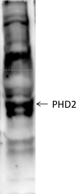 EGLN1/PHD2 Antibody - BSA Free NB100-2219