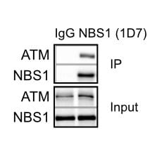 Nbs1 Antibody (1D7) - Azide and BSA Free NB100-221
