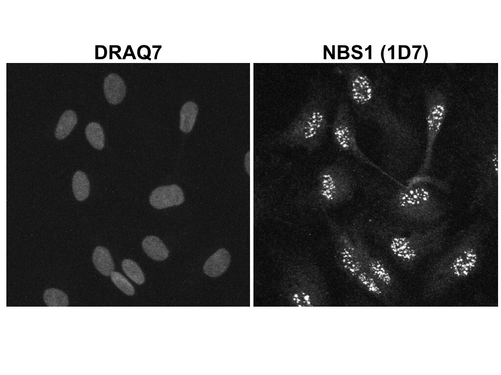 Nbs1 Antibody (1D7) - Azide and BSA Free NB100-221