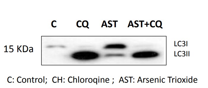 LC3B Antibody - BSA Free NB100-2220