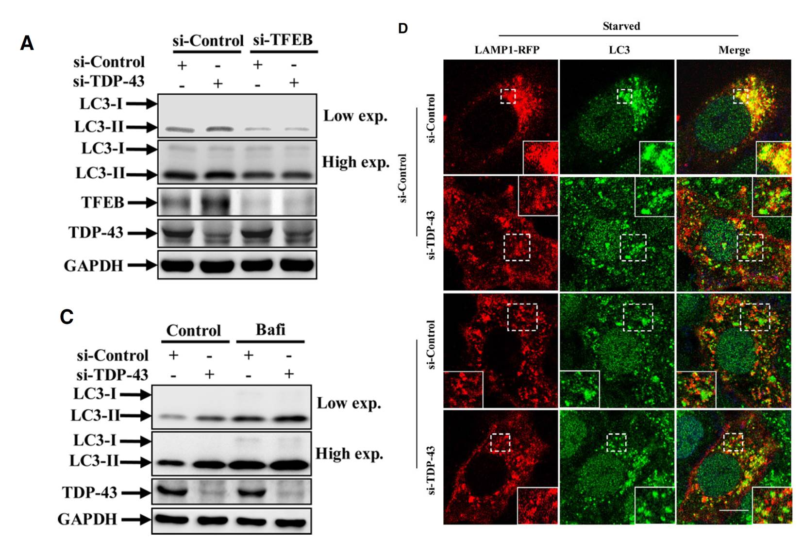 LC3B Antibody - BSA Free NB100-2220