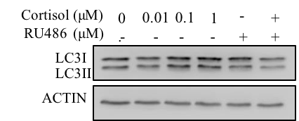 LC3B Antibody - BSA Free NB100-2220