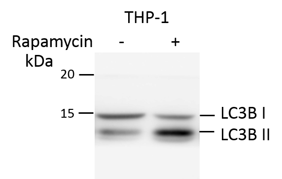 LC3B Antibody - BSA Free NB100-2220