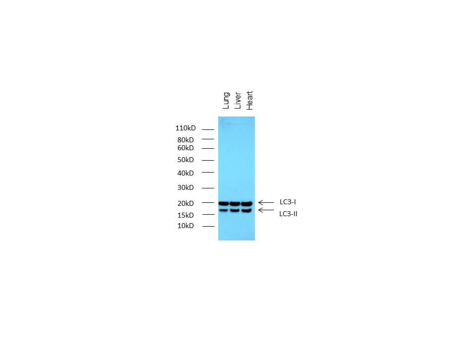 LC3B Antibody - BSA Free NB100-2220