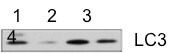 LC3B Antibody - BSA Free NB100-2220