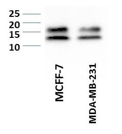 LC3B Antibody - BSA Free NB100-2220