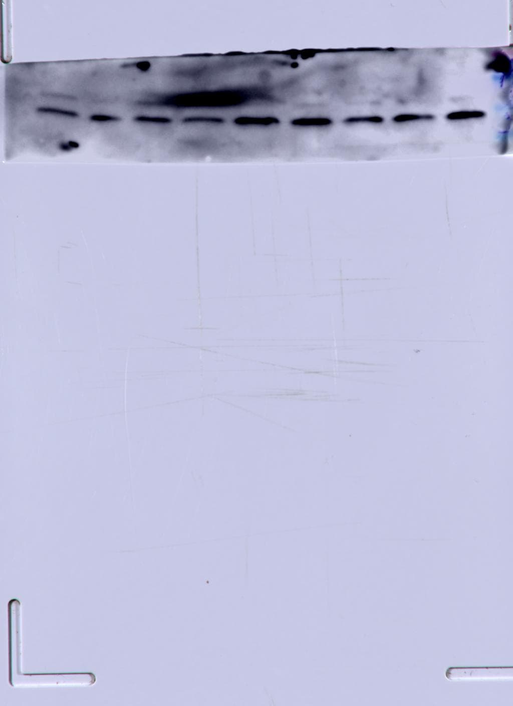 LC3B Antibody - BSA Free NB100-2220