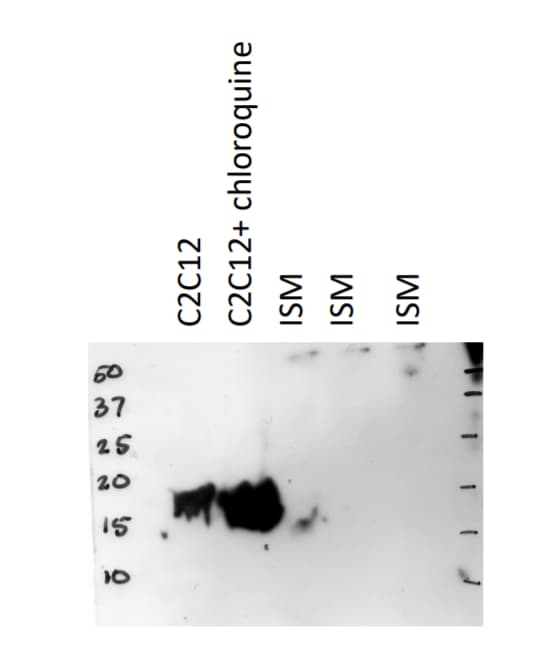 LC3B Antibody - BSA Free NB100-2220