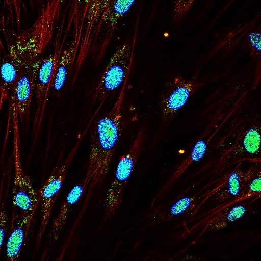 LC3B Antibody - BSA Free NB100-2220