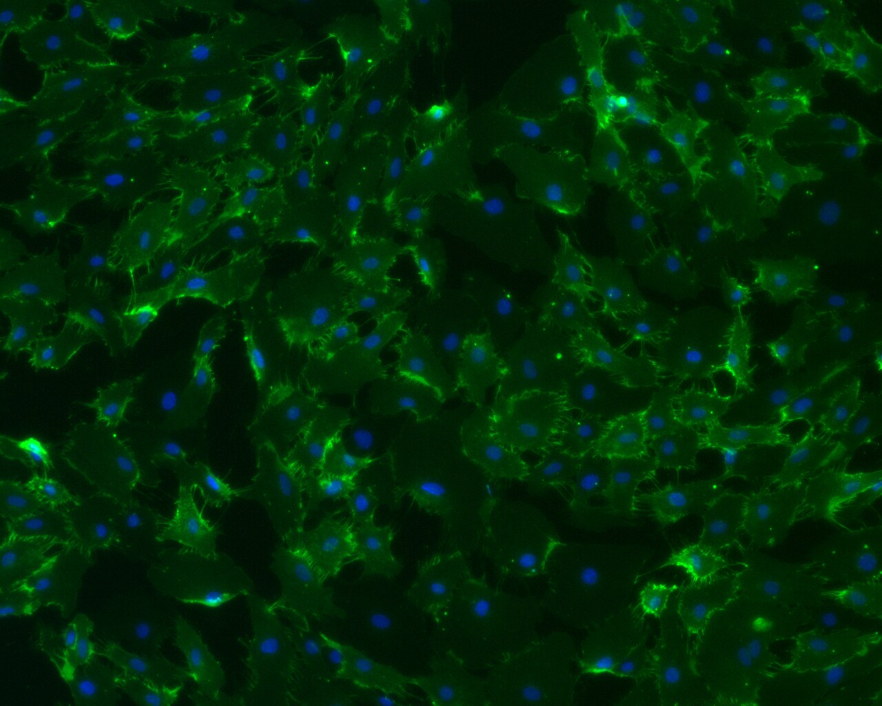 CD31/PECAM-1 Antibody NB100-2284
