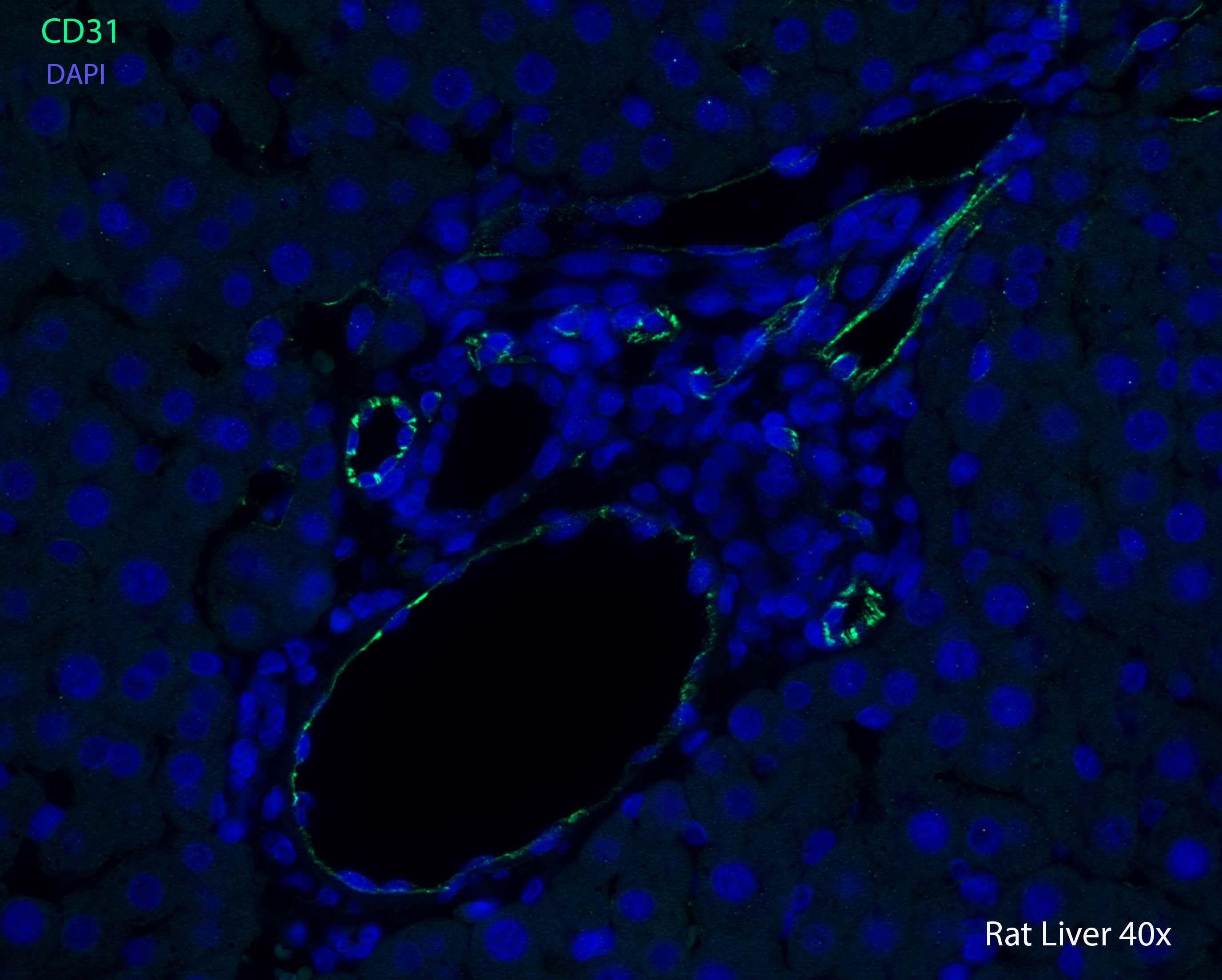 CD31/PECAM-1 Antibody NB100-2284