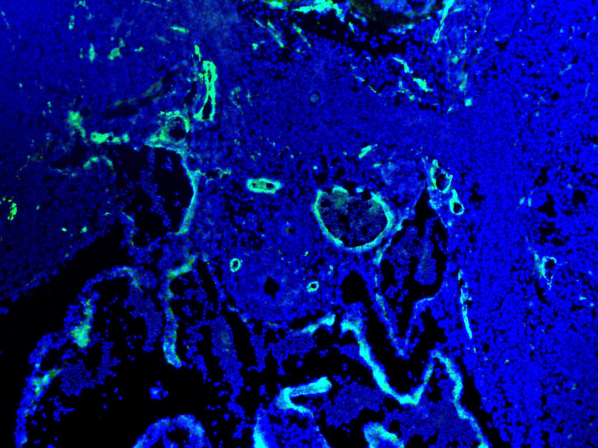 CD31/PECAM-1 Antibody NB100-2284
