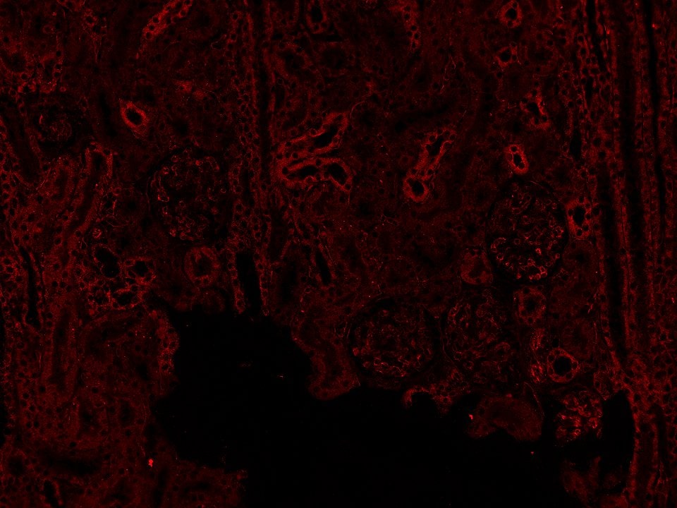 CD31/PECAM-1 Antibody NB100-2284