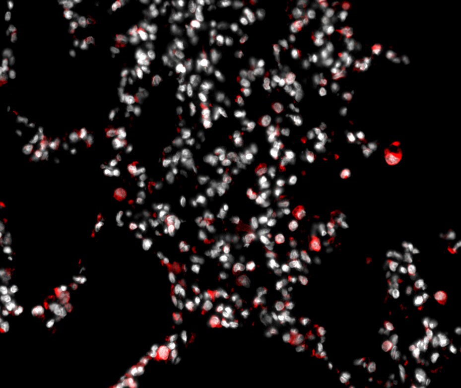 AHR Antibody - BSA Free NB100-2289