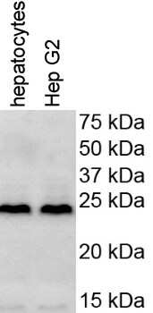 HMGB1/HMG-1 Antibody - BSA Free NB100-2322
