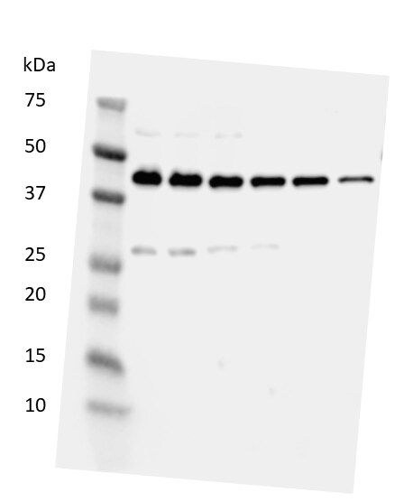 HMGB1/HMG-1 Antibody - BSA Free NB100-2322