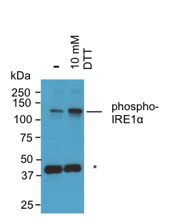 IRE1 alpha [p Ser724] Antibody - BSA Free NB100-2323