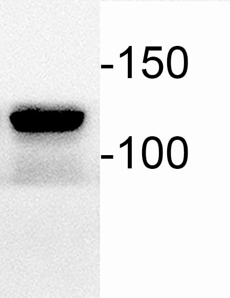 IRE1 alpha [p Ser724] Antibody - BSA Free NB100-2323