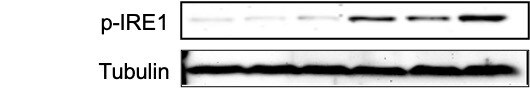 IRE1 alpha [p Ser724] Antibody - BSA Free NB100-2323