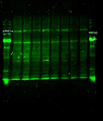 IRE1 alpha [p Ser724] Antibody - BSA Free NB100-2323
