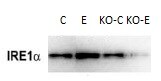 IRE1 alpha Antibody - BSA Free NB100-2324