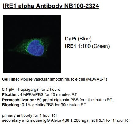 IRE1 alpha Antibody - BSA Free NB100-2324