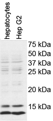 LC3A Antibody - BSA Free NB100-2331